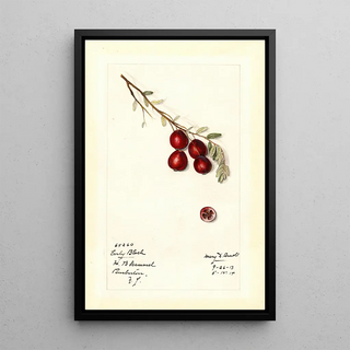 Mary Daisy Arnold - Vaccinium macrocarpon Early Black.webp