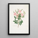 Rosa Carolina - Mary Lawrance — gerahmtes Bild an der Wand