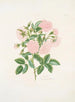 Rosa alba - Mary Lawrance — Ansicht des Kunstwerks