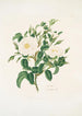 Rosa alba - Mary Lawrance — Ansicht des Kunstwerks