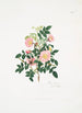 Rosa alpina - Mary Lawrance — Ansicht des Kunstwerks