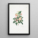 Rosa alpina - Mary Lawrance — gerahmtes Bild an der Wand