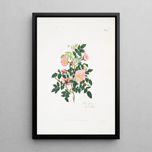 Mary Lawrance - Rosa alpina.webp