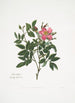 Rosa cardina - Mary Lawrance — Ansicht des Kunstwerks