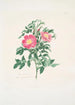 Rosa carolina - Mary Lawrance — Ansicht des Kunstwerks