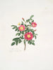 Rosa carolina3 - Mary Lawrance — Ansicht des Kunstwerks