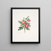 Rosa carolina3 - Mary Lawrance — gerahmtes Bild an der Wand