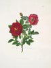 Rose centifolia - Mary Lawrance — Ansicht des Kunstwerks