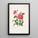 Rosa centifolia - Mary Lawrance — gerahmtes Bild an der Wand