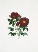 Rosa centifolia - Mary Lawrance — Ansicht des Kunstwerks