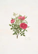 Rosa centifolia - Mary Lawrance — Ansicht des Kunstwerks