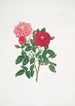 Rosa centifolia - Mary Lawrance — Ansicht des Kunstwerks