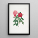 Rosa centifolia - Mary Lawrance — gerahmtes Bild an der Wand