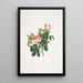 Rosa centifolia - Mary Lawrance — gerahmtes Bild an der Wand