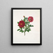 Rose centifolia - Mary Lawrance — gerahmtes Bild an der Wand