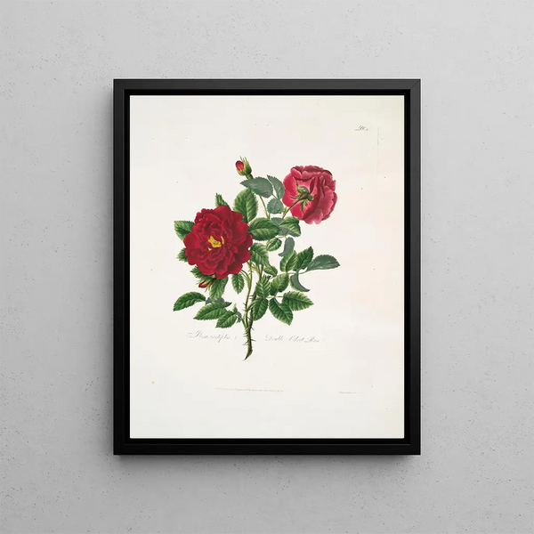 Mary Lawrance - Rosa centifolia.webp