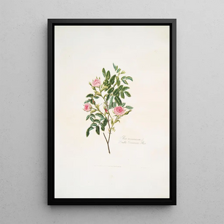 Mary Lawrance - Rosa cinnamomea.webp