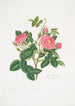 Rosa damascena - Mary Lawrance — Ansicht des Kunstwerks