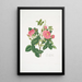 Rosa damascena - Mary Lawrance — gerahmtes Bild an der Wand
