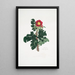Rosa ferox - Mary Lawrance — gerahmtes Bild an der Wand