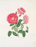 Rose gauloise - Mary Lawrance — Ansicht des Kunstwerks