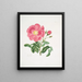 Rose Gauloise2 - Mary Lawrance — gerahmtes Bild an der Wand