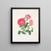 Rose gauloise - Mary Lawrance — gerahmtes Bild an der Wand