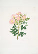 Rosa indigossa - Mary Lawrance — Ansicht des Kunstwerks