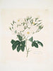 Rose moschata - Mary Lawrance — Ansicht des Kunstwerks
