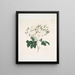 Rose moschata - Mary Lawrance — gerahmtes Bild an der Wand