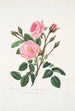 Rosa muscosa - Mary Lawrance — Ansicht des Kunstwerks