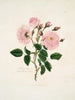 Eine ländliche Rose - Mary Lawrance — Ansicht des Kunstwerks
