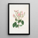 Rosa provincialis - Mary Lawrance — gerahmtes Bild an der Wand