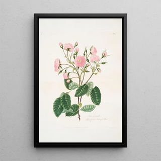 Mary Lawrance - Rosa provincialis2.webp