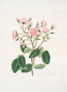 Rosa provincialis - Mary Lawrance — Ansicht des Kunstwerks