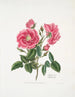 Rosa provincialis3 - Mary Lawrance — Ansicht des Kunstwerks
