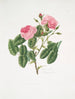 Rosa provincialis4 - Mary Lawrance — Ansicht des Kunstwerks