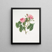 Rosa provincialis4 - Mary Lawrance — gerahmtes Bild an der Wand