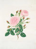Rose provinciale - Mary Lawrance — Ansicht des Kunstwerks