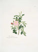 Rosa rubiginosa - Mary Lawrance — Ansicht des Kunstwerks