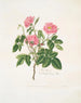 Eine behaarte Rose - Mary Lawrance — Ansicht des Kunstwerks