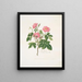 Eine behaarte Rose - Mary Lawrance — gerahmtes Bild an der Wand