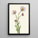 Vergerette d'Alaska Erigeron salsuginosus - Mary Vaux Walcott — gerahmtes Bild an der Wand