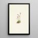 Primel der Alberta Primula maccalliana - Mary Vaux Walcott — gerahmtes Bild an der Wand