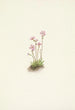 Primel der Alberta Primula maccalliana - Mary Vaux Walcott — Ansicht des Kunstwerks