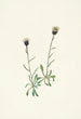 Vergerette des Aléoutiennes Erigeron unalaschensis - Mary Vaux Walcott — Ansicht des Kunstwerks