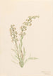 Pedicularis contorta - Mary Vaux Walcott — Ansicht des Kunstwerks