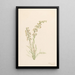 Pedicularis contorta - Mary Vaux Walcott — gerahmtes Bild an der Wand