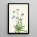 Myosotis des Alpes Myosotis alpestris - Mary Vaux Walcott — gerahmtes Bild an der Wand