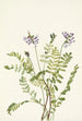 Astragal alpine Astragalus alpinus - Mary Vaux Walcott — Ansicht des Kunstwerks